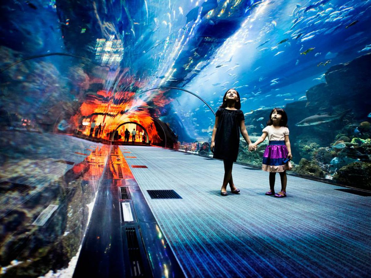 Dubai Aquarium And Zoo Tickets Insider Information Tips And More