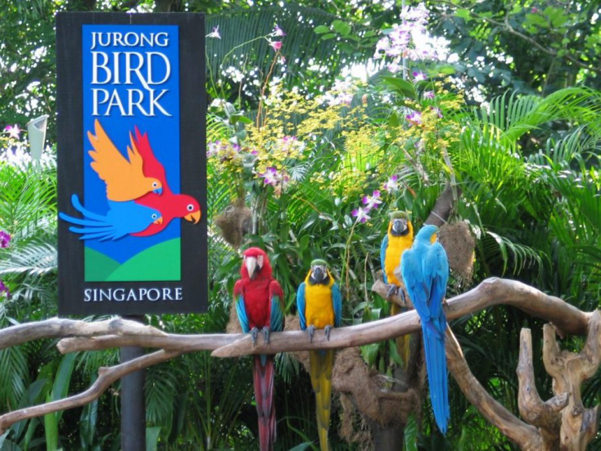 Jurong Bird Park Singapore Tickets Info Tips All You Need To