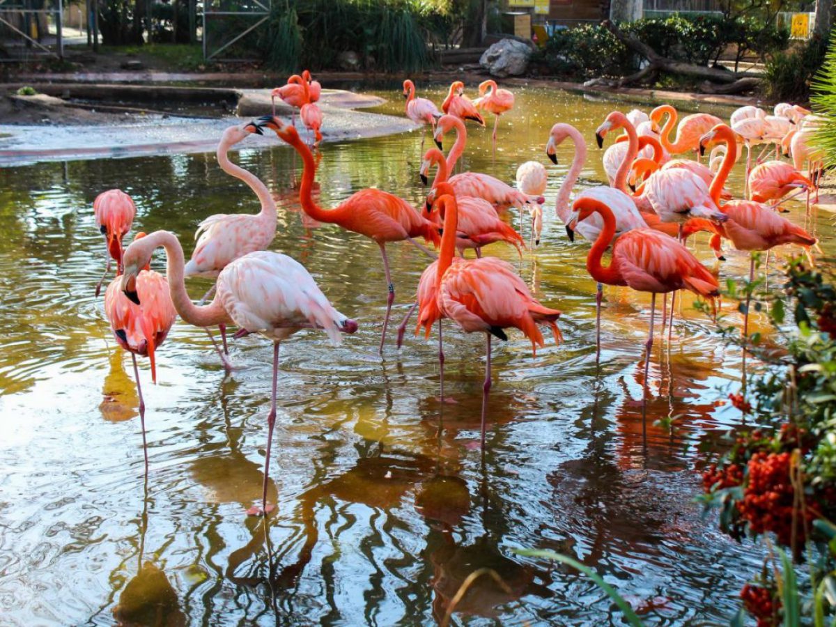 Your Comprehensive Guide To The Barcelona Zoo Headout Blog